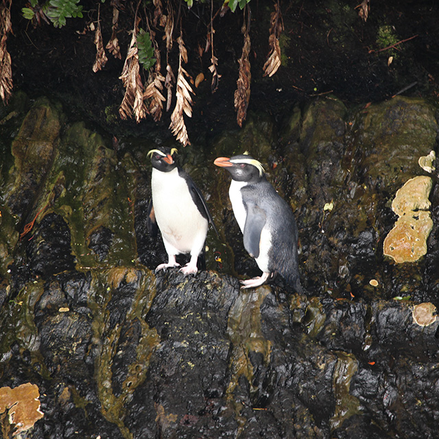 Two Fiordland crested penguins, or Tawaki, standing on an island of rock.